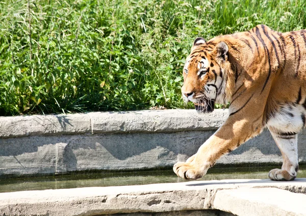 Walking tiger (Panthera Tigris) — Stock Photo, Image