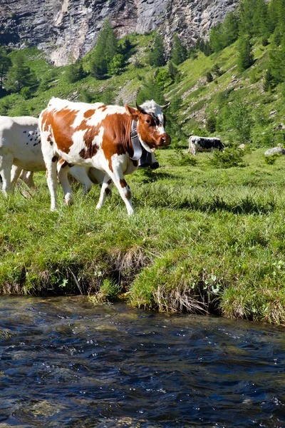 Vacas y Alpes italianos —  Fotos de Stock