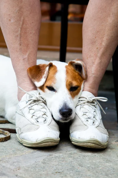 stock image Cute dog looking for protection