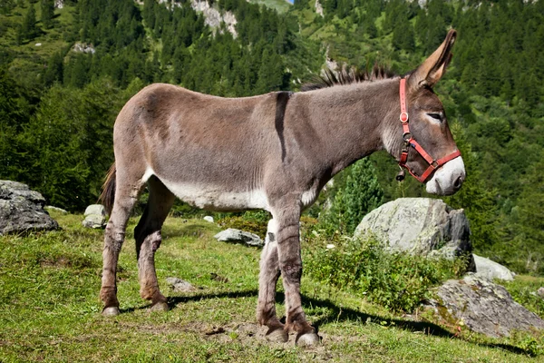 Donkey on Italian Alps — Stock Photo, Image