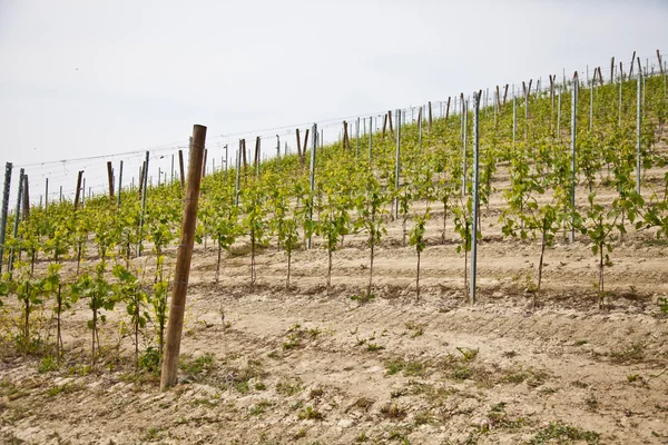 Barbera vineyard - Italy Stock Picture
