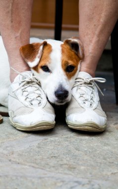 sevimli köpek koruma için arıyorsunuz