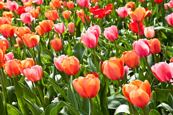 Tulipes printanières imprégnées par le soleil — Photo