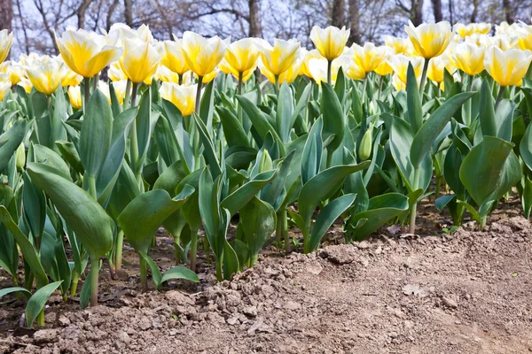 Tulips - Jaap Groot varieties — Stock Photo, Image