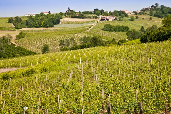 Barbera vingård - Italien — Stockfoto