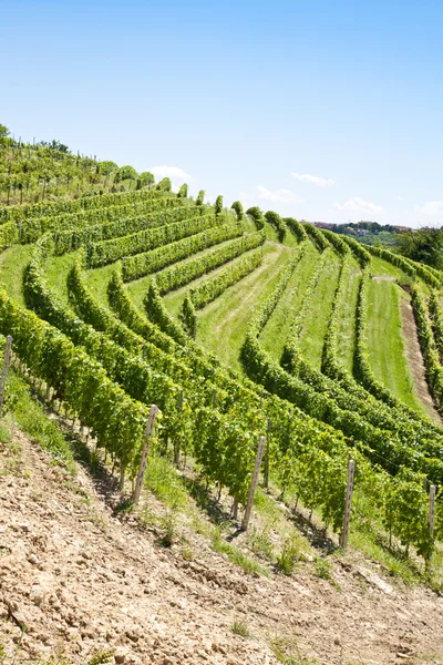 Italie - Région du Piémont. Vignoble Barbera — Photo