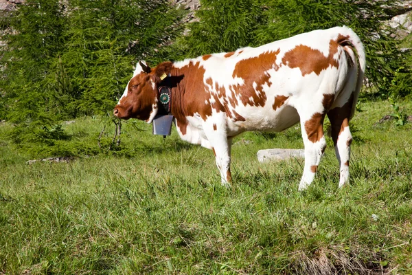 牛和意大利阿尔卑斯山 — 图库照片