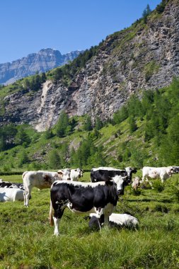 Cows and Italian Alps clipart