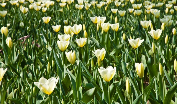 Тюльпаны - сорта яап Грут — стоковое фото