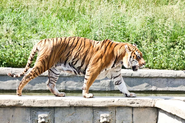 Walking tiger (Panthera Tigris) — Stock Photo, Image