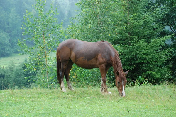 een paard op een weide