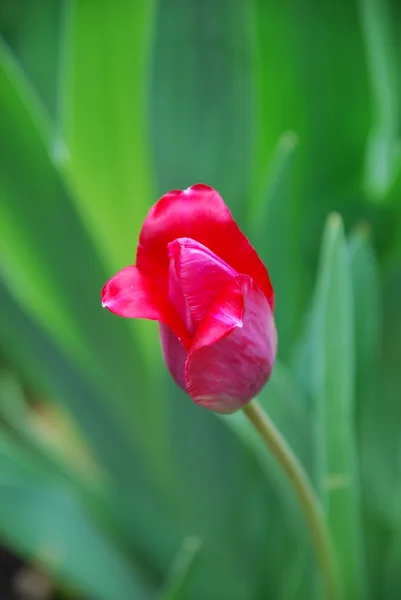 stock image Scarlet flower