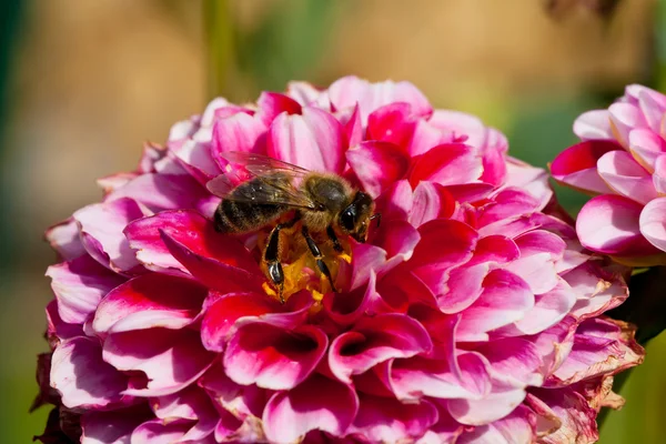 Пчела в работе — стоковое фото