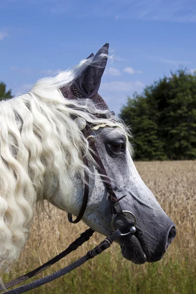 Faccia di cavallo — Foto Stock