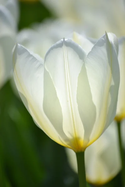 stock image White tulip