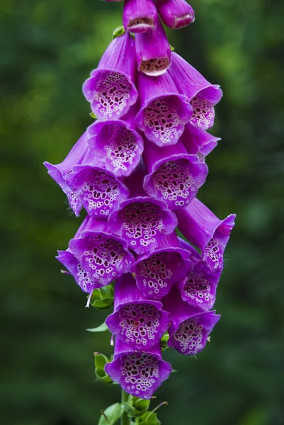 Purple foxglove — Stock Photo, Image
