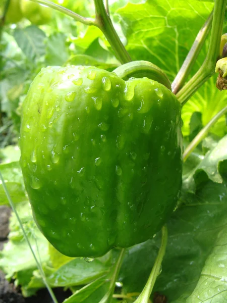 Bulgarian pepper to bush — Stock Photo, Image