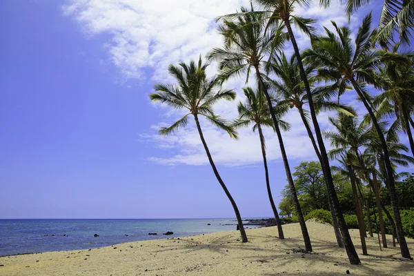 Пляж в hawai — стокове фото