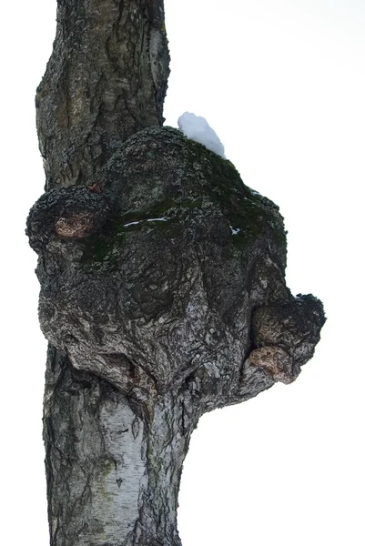 Velho tronco de bétula com excrescência — Fotografia de Stock