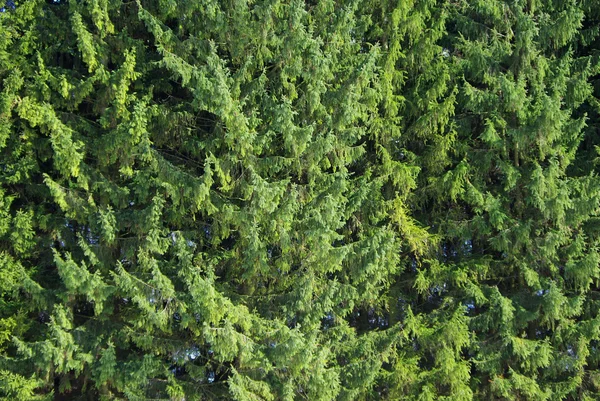 Nieuwjaar groene achtergrond — Stockfoto