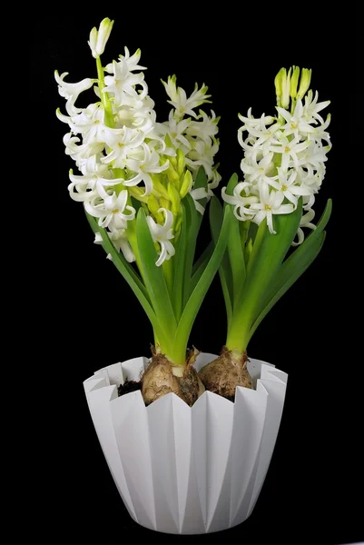 Weiße Hyazinthenblüten — Stockfoto