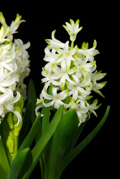 stock image White hyacinth flowers