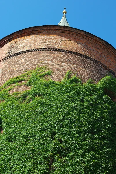Bluszcz objęte zabytkowej wieży w Rydze, Łotwa — Zdjęcie stockowe