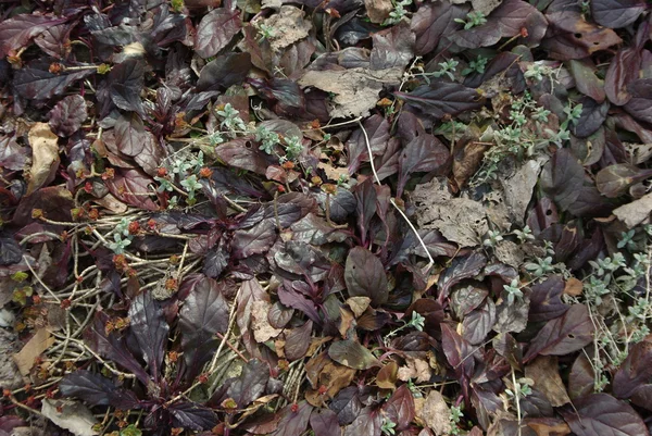 Grünsprossen inmitten trockener Kräuter — Stockfoto