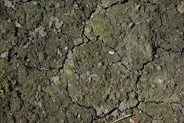 Tło nie uprawianej gleby — Zdjęcie stockowe