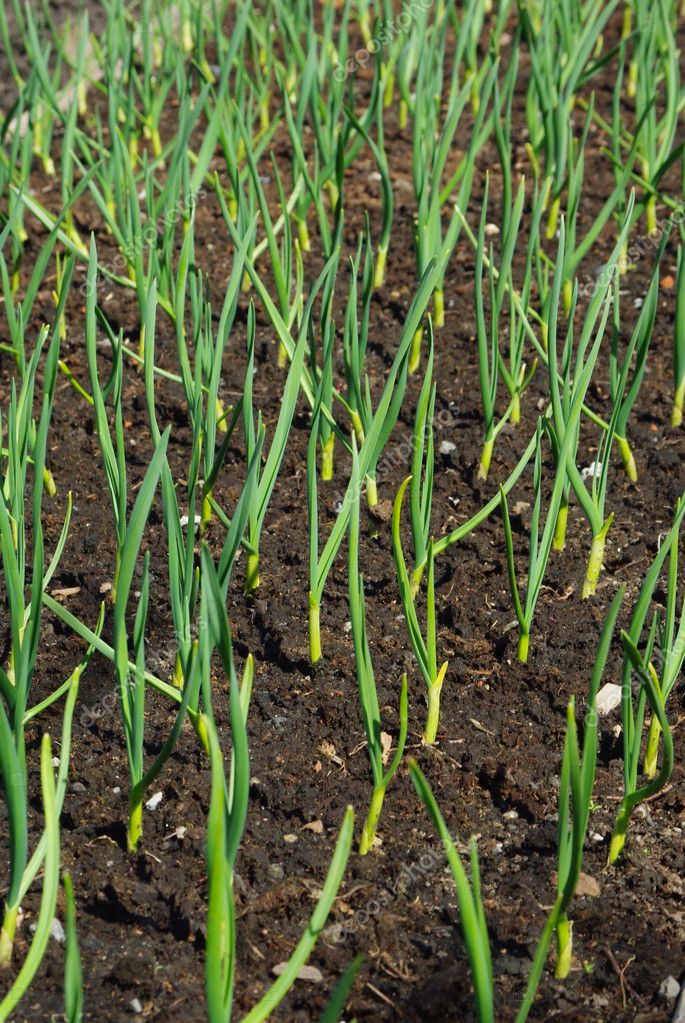 knoflook planten — stockfoto © vitamindp #5605060