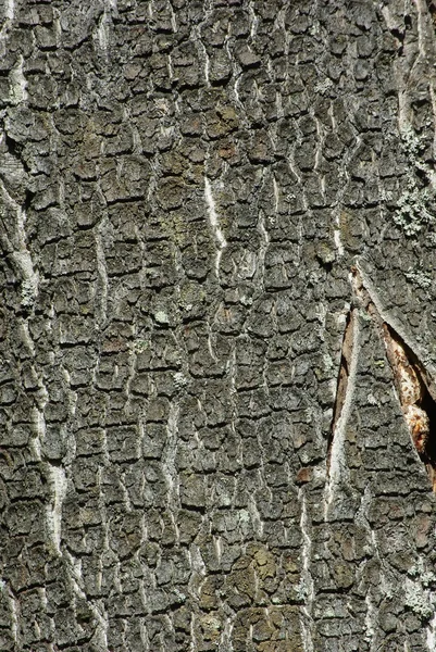 Träd bark bakgrund — Stockfoto