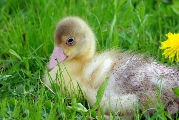 Walking ducklings and goslings — Stock Photo, Image