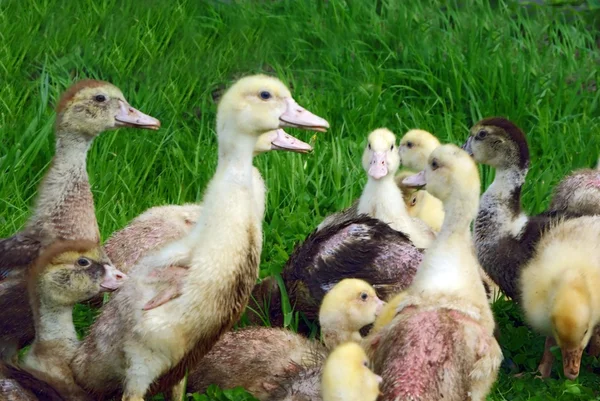 Patos caminantes y goslings —  Fotos de Stock