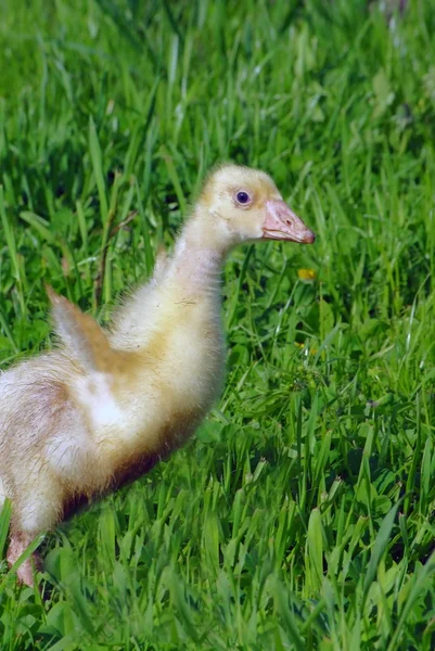 Patos caminantes y goslings —  Fotos de Stock