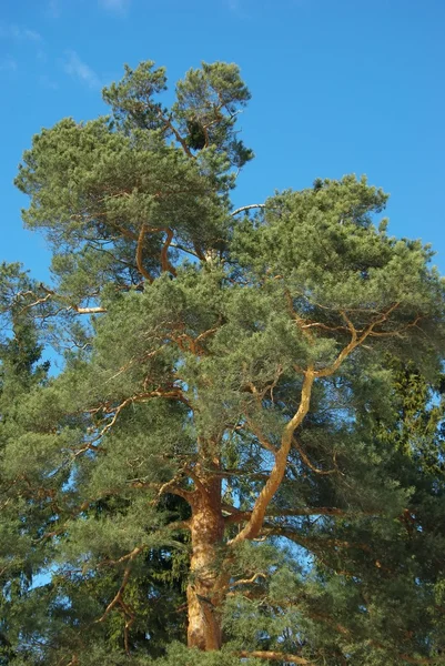 松树上面蓝蓝的天空 — 图库照片