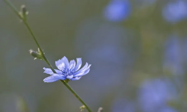 stock image Flowers