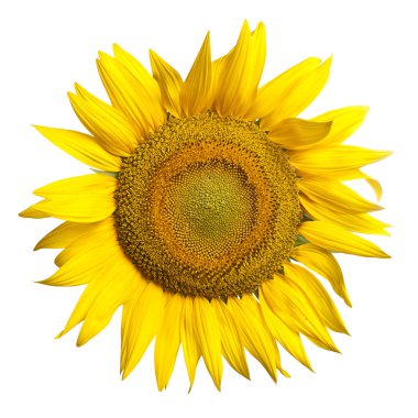 Sunflower clipart