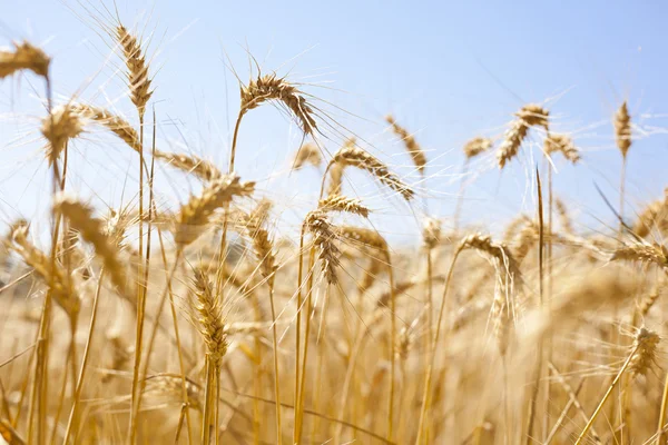 Wheat Field — Stock Photo, Image