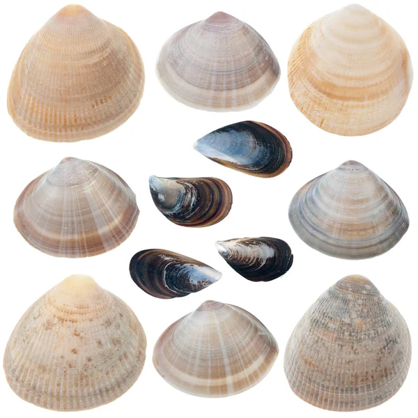 Detailed sea shells — Stock Photo, Image