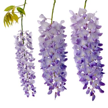 Wisteria çiçekler