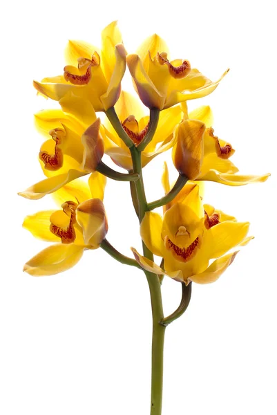 Orquídea fresca de color amarillo brillante — Foto de Stock