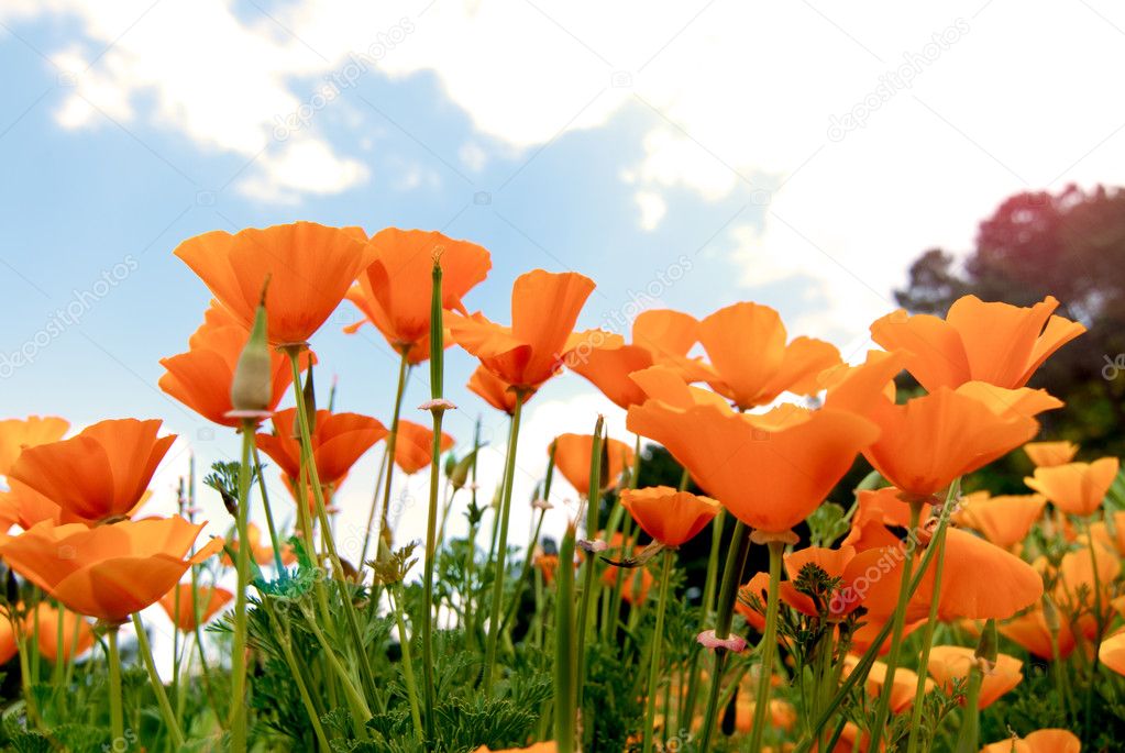 Orange Poppies Field