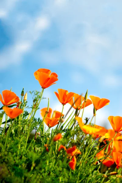 Turuncu poppies alan — Stok fotoğraf