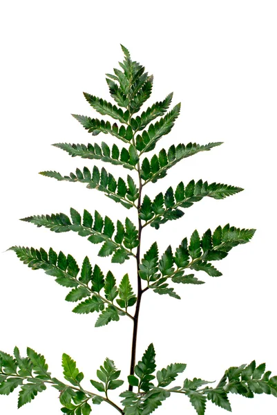 Eğreltiotu Yaprağı — Stok fotoğraf