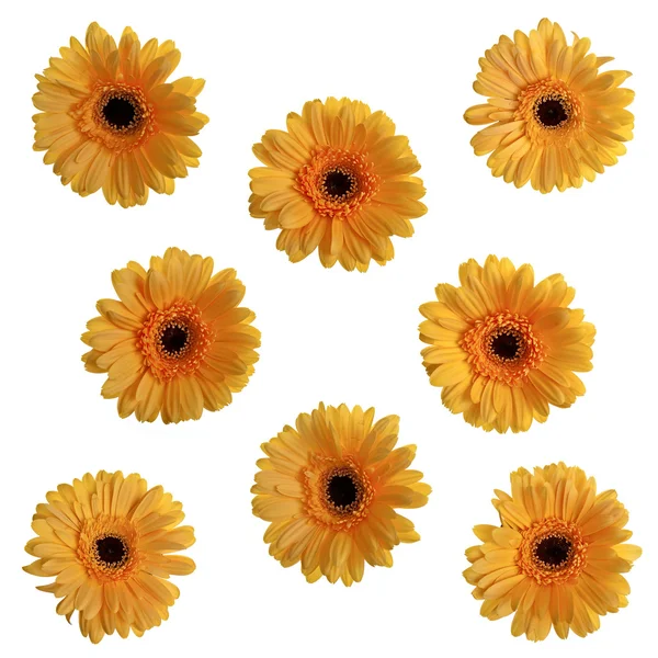 Gerbera jaune fleurs — Photo