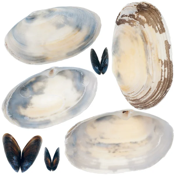 Detailed sea shells — Stock Photo, Image