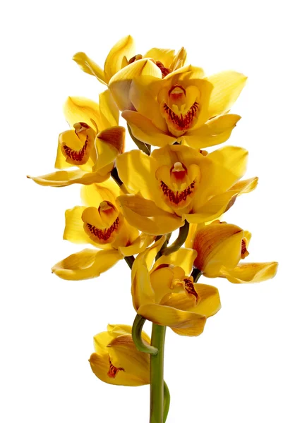 新鲜明亮的黄色兰花 — 图库照片