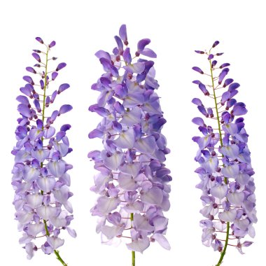 Wisteria flowers clipart