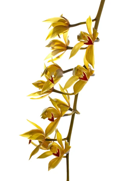 Fresh bright yellow orchid — Stockfoto