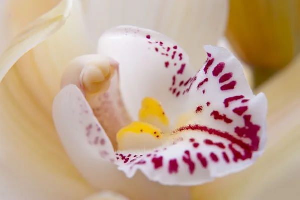 Orchidea kwiat bliska, selektywne focus — Zdjęcie stockowe
